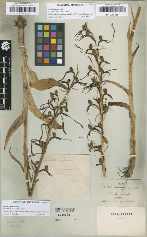 9. ábra. A Himantoglossum caprinum lektotípusa (jobb oldali példány, H 1239346).