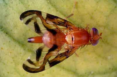 Anastrepha