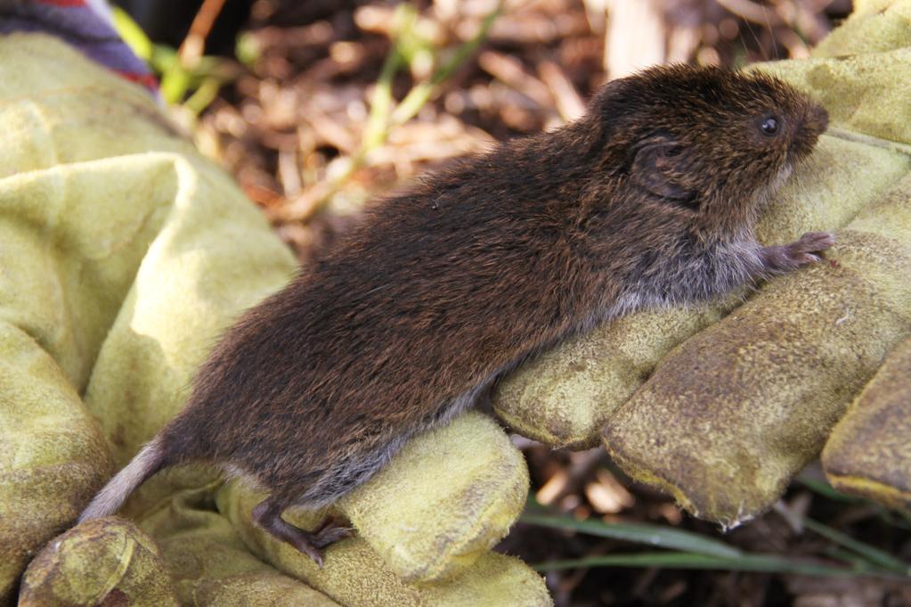 78 Kutatások a Fertő Hanság Nemzeti Parkban I. 1. ábra: Az északi pocok (Microtus oeconomus mehelyi) a vizsgálatok során kézbe került egyik példánya Fotó: KALMÁR SÁNDOR A 20.