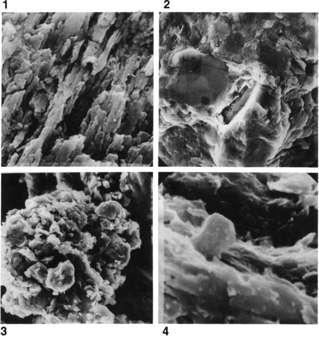 KALMÁR J. et al.
