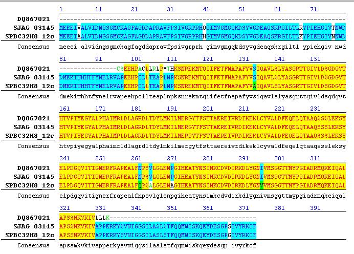 Ma már (2007-től) a S. japonicus teljes aktin génjének szekvenciája ismert (Schizosaccharomyces group database: http://www.broadinstitute.org/annotation/genome/schizosaccharomyces_grou p/multihome.