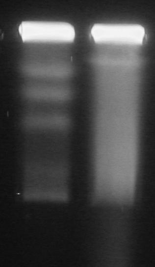 A S. japonicus genomjából PCR segítségével amplifikált és digoxigenin (DIG) jelölt részleges aktin szekvenciát (DQ867021) a CHEF DRIII rendszerben futtatott és elválasztott kromoszómákhoz