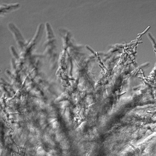 A S. pombe NCYC132 és L975 törzsei közül a micélium-képzés vizsgálatát a laboratóriumi kísérletekhez gyakrabban használt L975-ös törzzsel folytattuk.