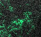 Méretvonal: 10 µm Kísérleteinket a vad típusú törzs mellett egy olyan speciális törzzsel is elvégeztük, amely a prep41-gfp vektorral történő transzformálást követően a citoplazmában felhalmozódó GFP