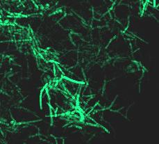 Méretvonalak: 20 µm (1), 10µm (2) A 12.
