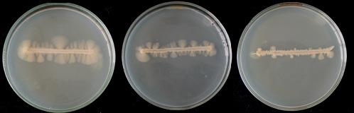 1mM 2mM 3mM 4mM 5mM 10mM 27. ábra Az acetil-szalicilsav hatása a S. japonicus 7-1 törzsének micéliumképzésére.