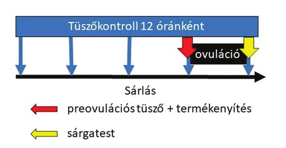 323. LÓ / EQUINE Horváth A., Szenci O.: A mélyfagyasztott ondó alkalmazása a lótenyésztésben A. Horváth, O. Szenci: Use of frozen semen in equine reproduction SERTÉS / PORCINE 337. Felde O., Kiss K.