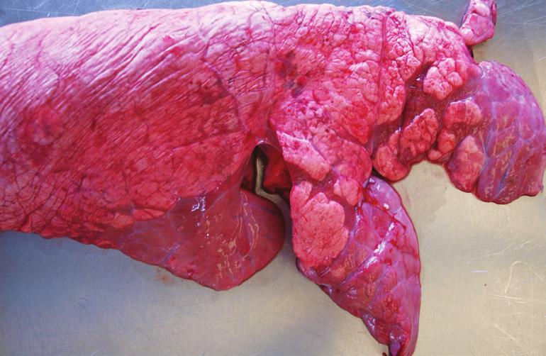 Gyuranecz: Pneumonia of pigs caused by Mycoplasma hyopneumoniae 328. Termékenyítési protokoll lóban 349. 361. 375. 332. 384. Szabó-Fodor J., Bóta B., Mihucz G., Michael S., Tenke J., Kovács M.