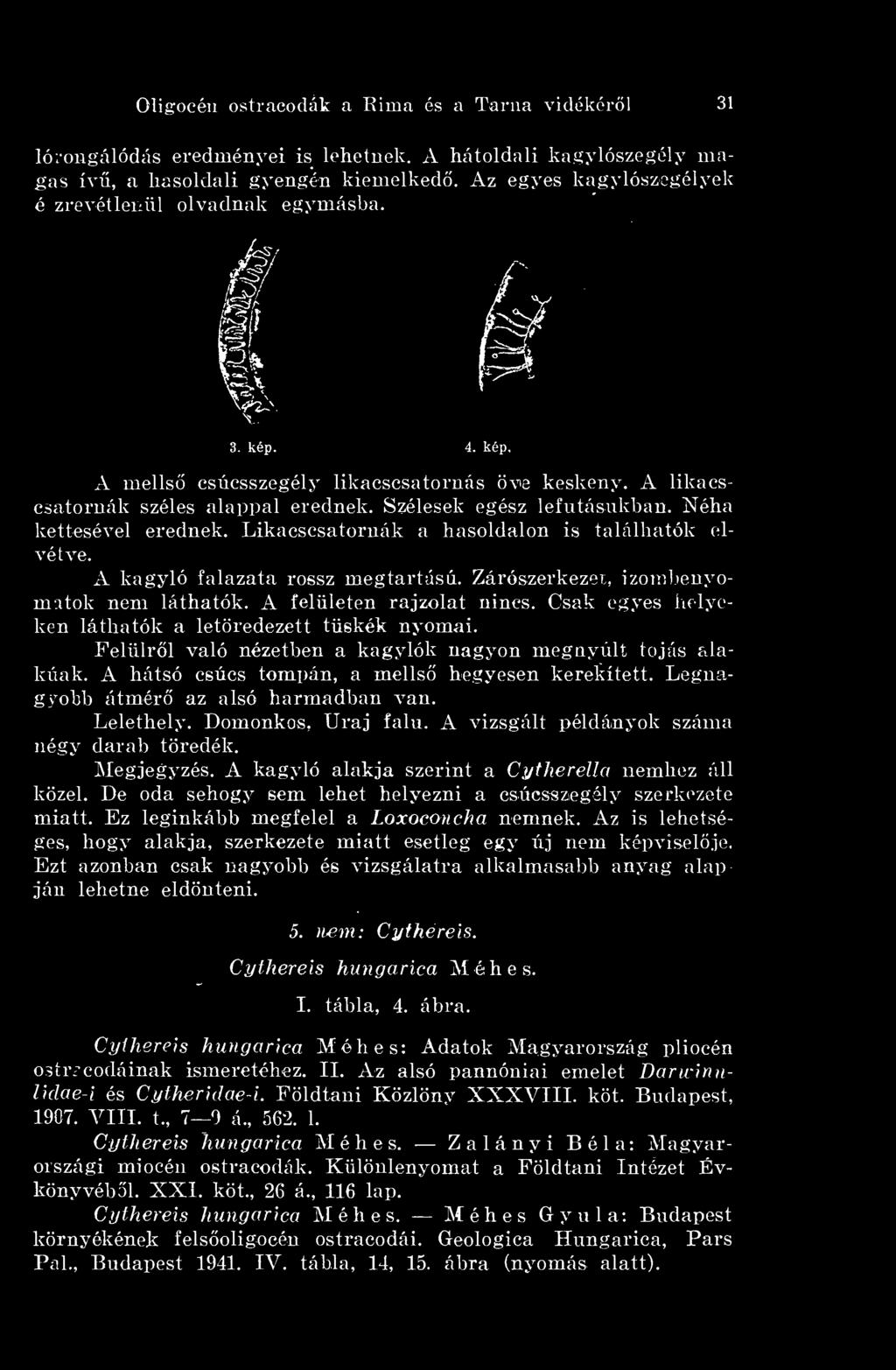 Néha kettesével erednek. Likacscsatornák a hasoldalon is találhatók elvétve. A kagyló falazata rossz megtartású. Zárószerkezet, izombenyomatok nem láthatók. A felületen rajzolat nincs.