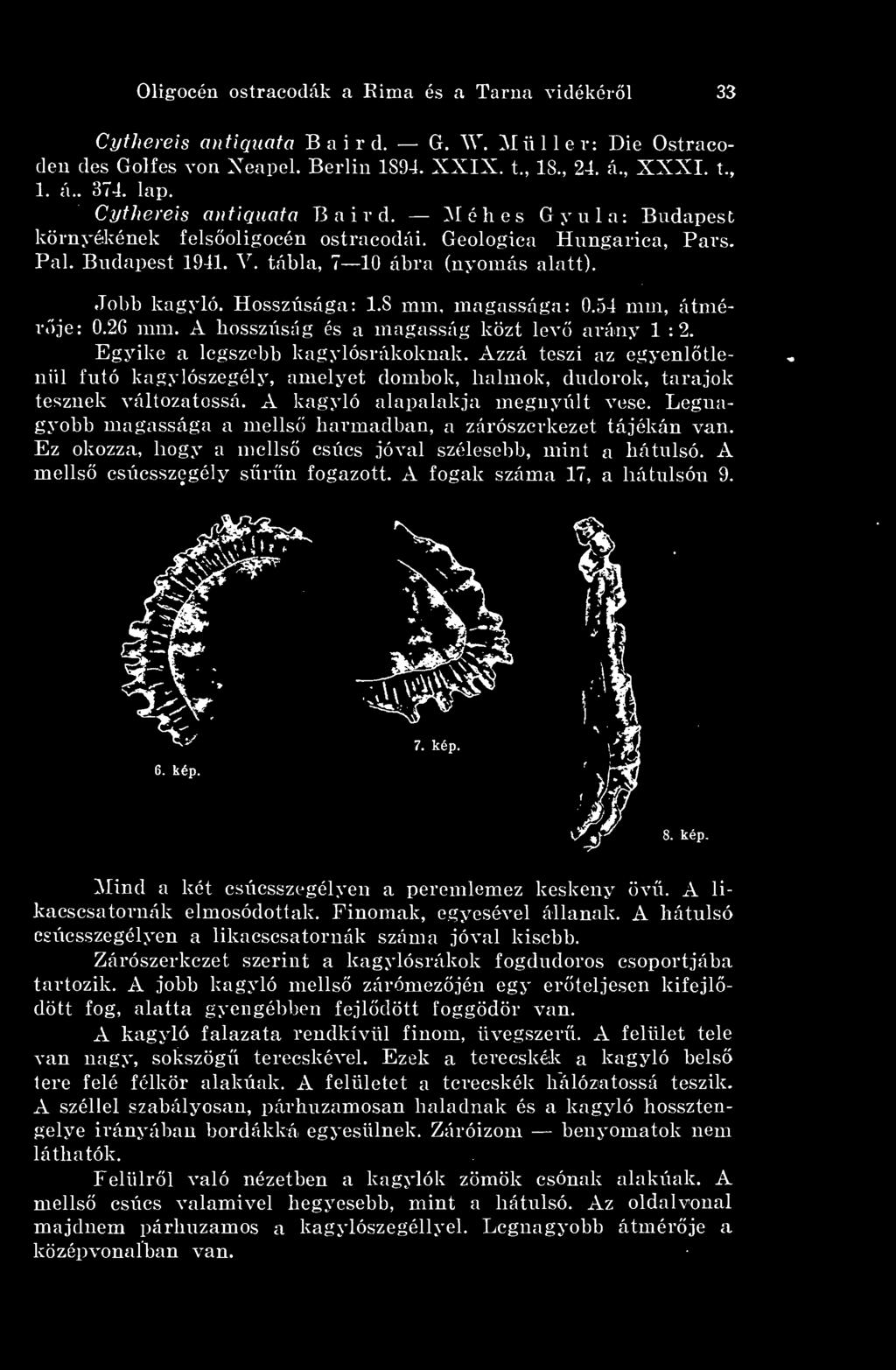 8 mm, magassága: 0.54 mm, átmérje: 0.26 mm. A hosszúság és a magasság közt lev arány 1 : 2. Egyike a legszebb kagylósrákoknak.