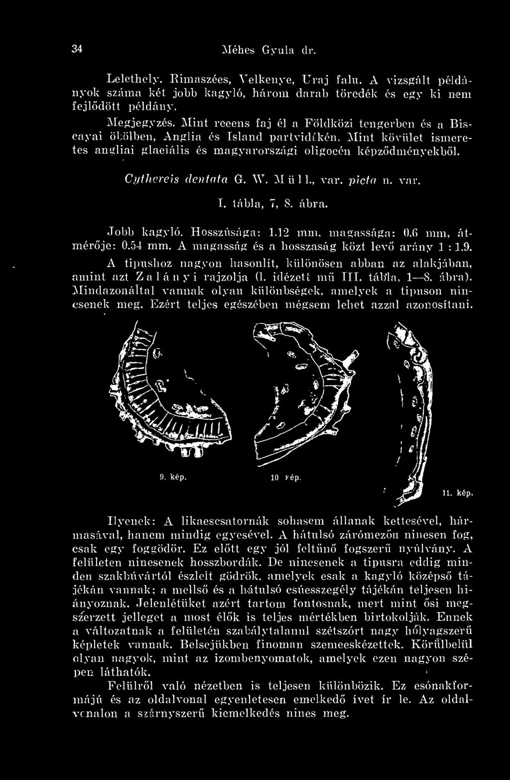 M ii 1 1., var. picta n. var. I. tábla, 7, 8. ábra. Jobb kagyló. Hosszúsága: 1.12 mm, magassága: 0.6 mm, átmérje: 0.54 mm. A magasság és a hosszaság közt lev arány 1 : 1.9.