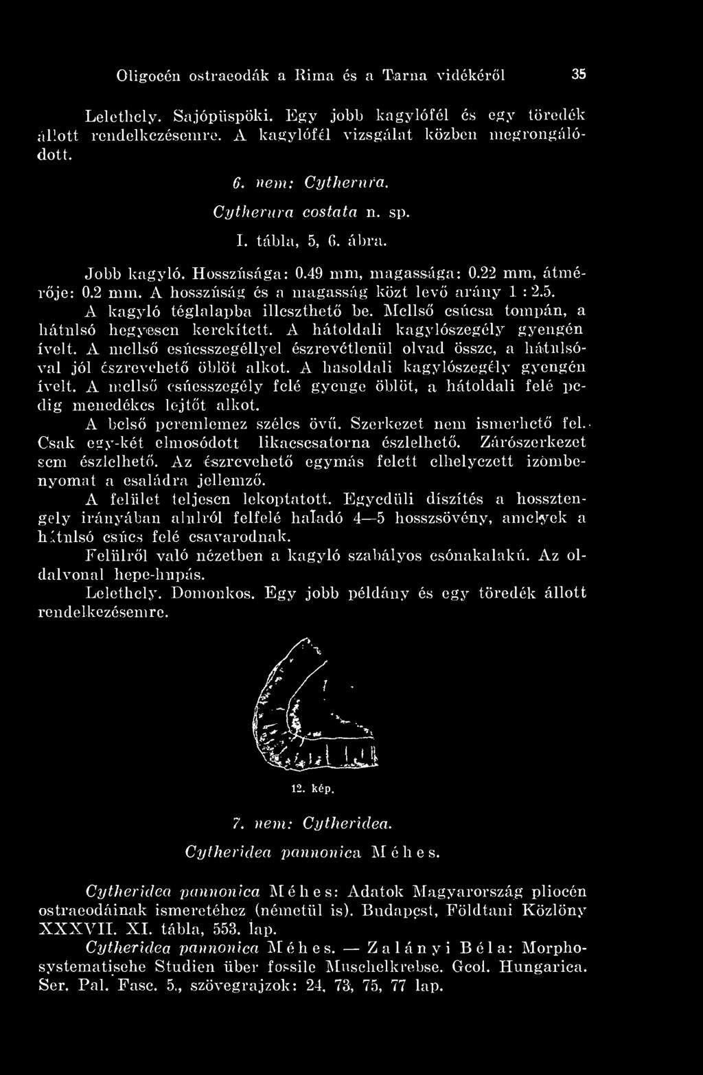 Mells csúcsa tompán, a hátulsó hegyesen kerekített. A hátoldali kagylószegély gyengén ívelt. A mells csúcsszegéllyel észrevétlenül olvad össze, a hátulsóval jól észrevehet öblöt alkot.