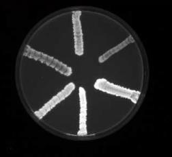 Etídium-bromid kocsikerék (cartwheel) módszer Agar lemez eltérő koncentrációjú etídium-bromiddal (EP szubsztrát) Baktériumok