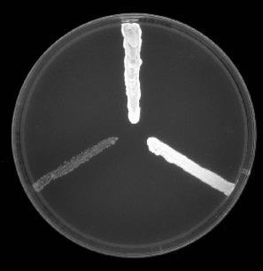 2,0 µg/ml EtBr 2,5 µg/ml