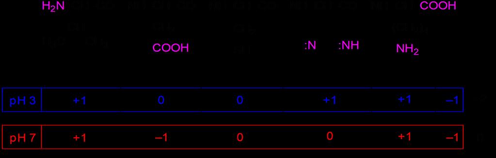 5.4) A peptidek és fehérjék töltésviszonyai: pk a3 pk