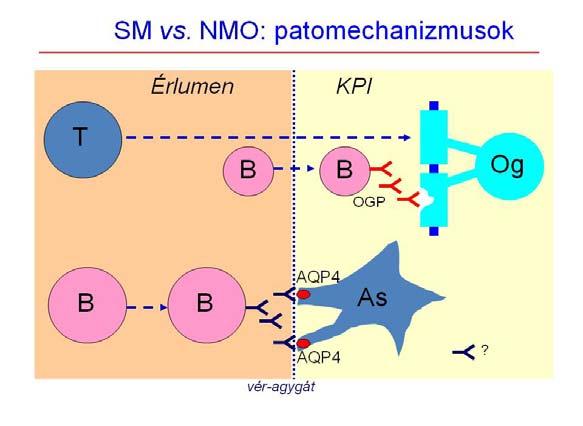 Etipathmechanizmus SM NMO Neurmyelitis Optica Mark J. Mrrw, MD, Dean Wingerchuk, J f Neur-Ophthalmlgy 2012;32:154 166./ Neurmyelitis ptica. (Devic betegség). Illés Zslt: in Csépány T-Illés Zs.