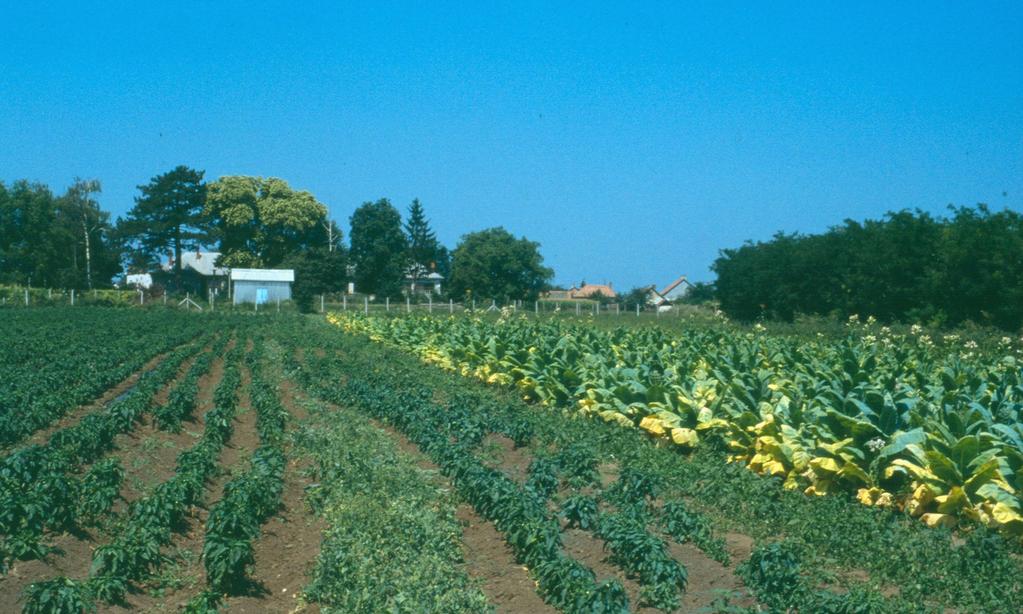 Azonos (hasonló)