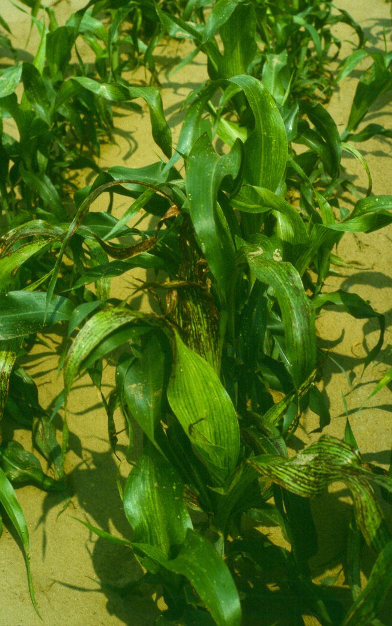 A kukorica