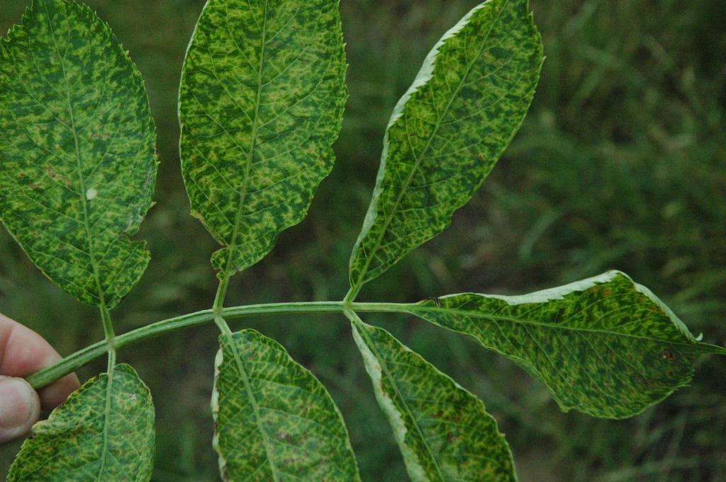 A Cherry leaf roll