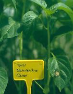 A paprika L