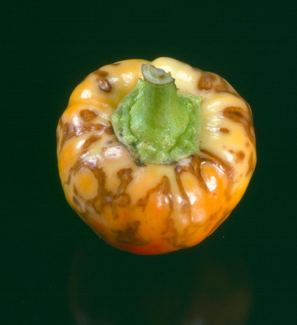 paprikán