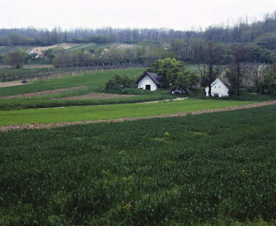 12 Catastrum 4. évfolyam (2017), 4. szám, 3 20. Kajárpérc, szőlőhegy tájképe, 2001.