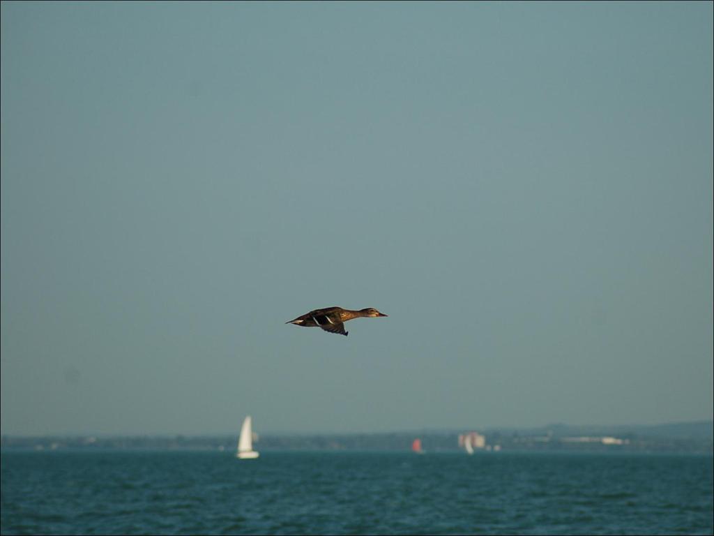 A Balaton-felvidéki