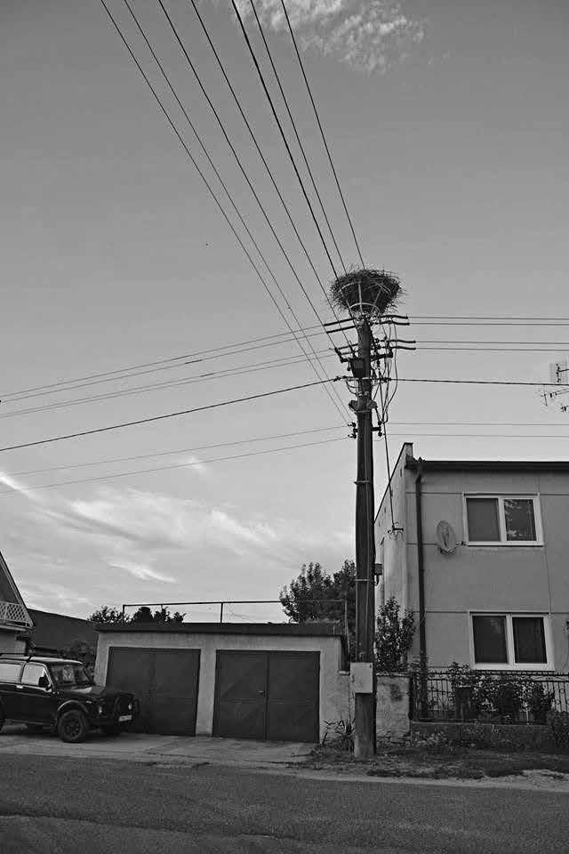10 OSVETÁR NÉPMŰVELŐ 2016/1 ALARMUJÚCI STAV BOCIANOV NA ŽITNOM OSTROVE Bociany v obci Pataš - Gólyák Patason bojuje, vládne tam hlad a tak sa bocian stáva aj prostriedkom obživy.