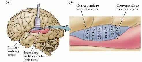 A hallókéreg 3 elkülönült részre van felosztva: Az elsődleges hallókéreg A1: tonotopikai szerveződésű, tehát bizonyos idegcsoportok más-más frekvenciára érzékenyek.