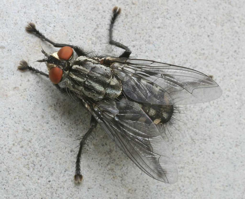 Sacrophaga carnaria Kockás húslégy 8-15 mm Potrohának rajzolata sakktáblaszerű Európa és Afrika nagy