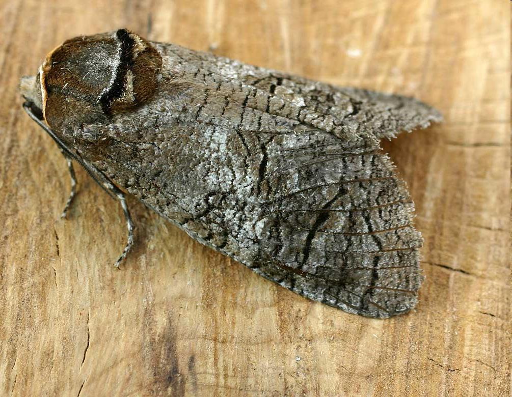 Cossus cossus Nagy farontó Szárnyfesztávolsága 60 95 mm