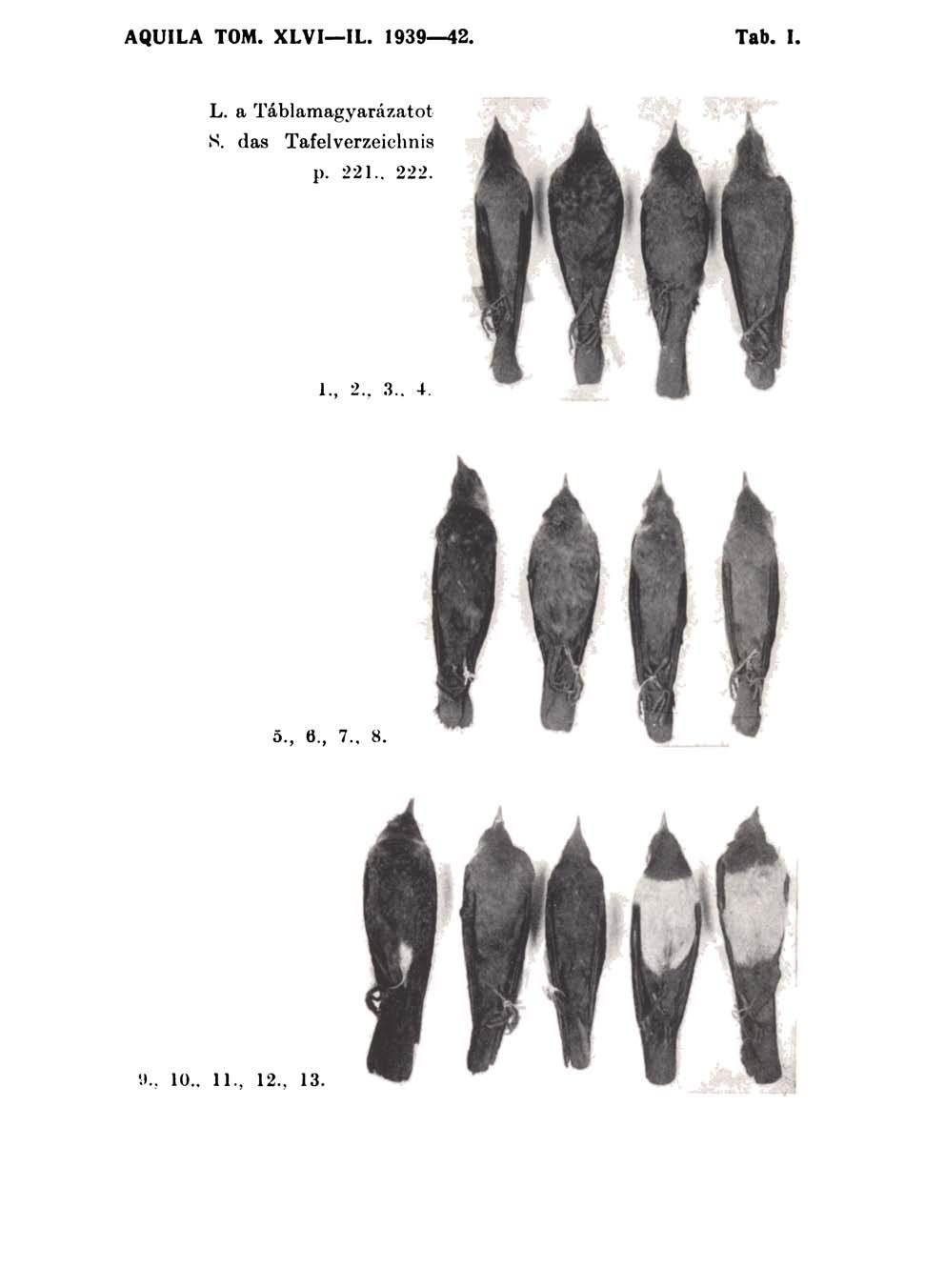 AQUILA TOM. XLVI IL. 1939 42. Tab. I. L.