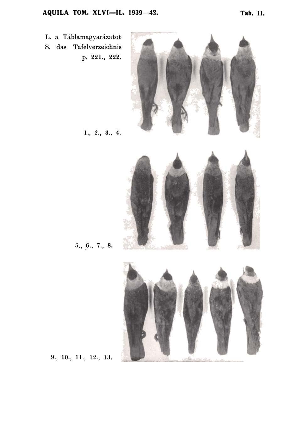 AQUILA TOM. XLVI IL. 1939 42. Tab. II. L. a Táblamagyarázatot S.