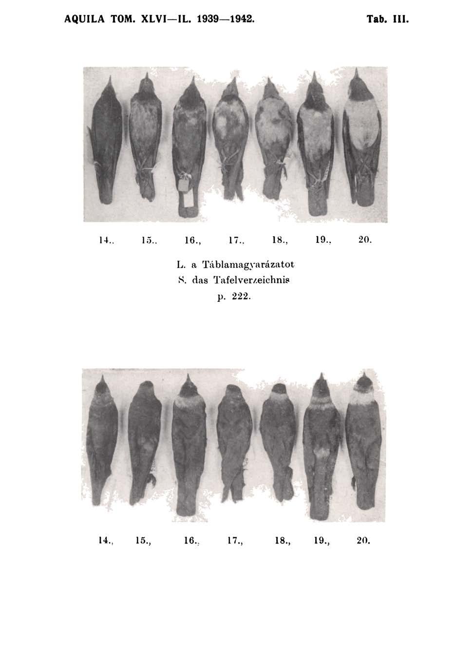 AQUILA TOM. XLVI IL. 1939 1942. Tab. III. A*A A 14.. 15.. 16., 17.. 18., 19. 20. L.