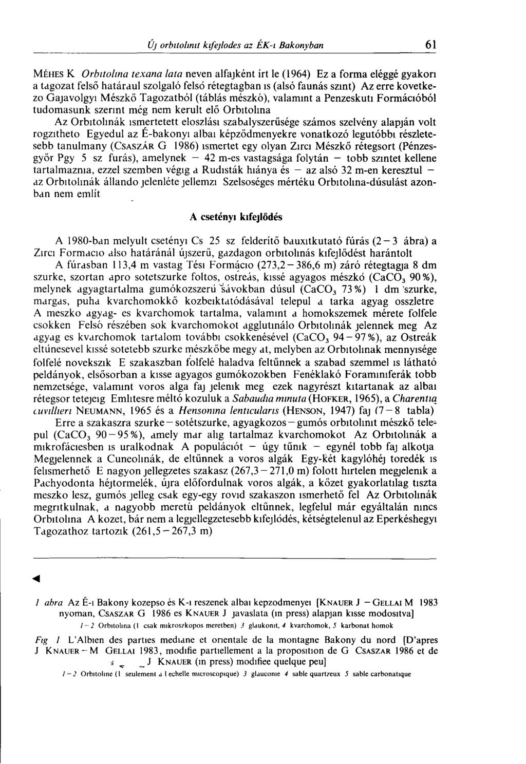 Méhes K Orbitolma texana lata névén alfajként írt le (1964) Ez a forma eléggé gyakori a tagozat felső határául szolgaló felső rétegtagban is (alsó faunás szint) Az erre kővetkező Gajavolgyi Mészkő