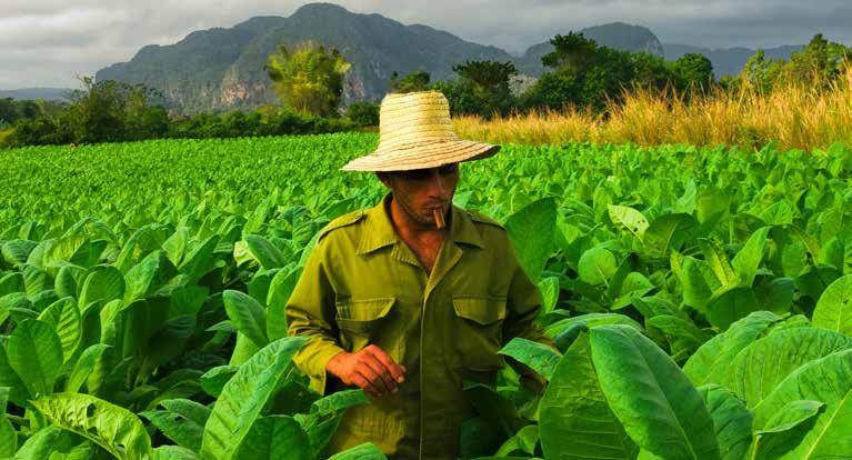 A Viñales-völgy tájain termesztik a legjobb kubai dohányt.