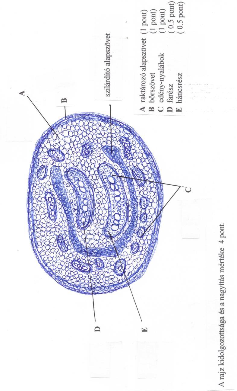 2. FELADAT (12 PONT) SASPÁFRÁNY (PTERIDIUM AQUILINUM) GYÖKTÖRZSÉNEK KERESZTMET- SZETE A saspáfrány a legnagyobb termetű hazai harasztfaj. (1,5-2 méterre is megnőhet.