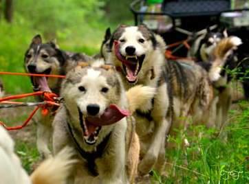KUTYAFOGAT TÚRÁK Európa bajnok kutyafogathajtó vezetésével 8-12 Husky által húzott 3 fős kutyaszán nem csak hóban próbálható ki. Nyáron 4-5 fős Husky car-ral is lehet túrázni, amit 10-12 kutya húz.