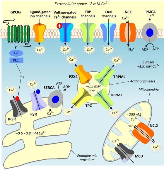 1.b 1.a 2.a 2.c 2.b 3.a 3.b 1.e 2.d 3.c 2.e 1.c 1.d 2.f 3.d 3.e Endoszóma: TRPML: transient receptor potential ion channels: proton leak channels e.g.