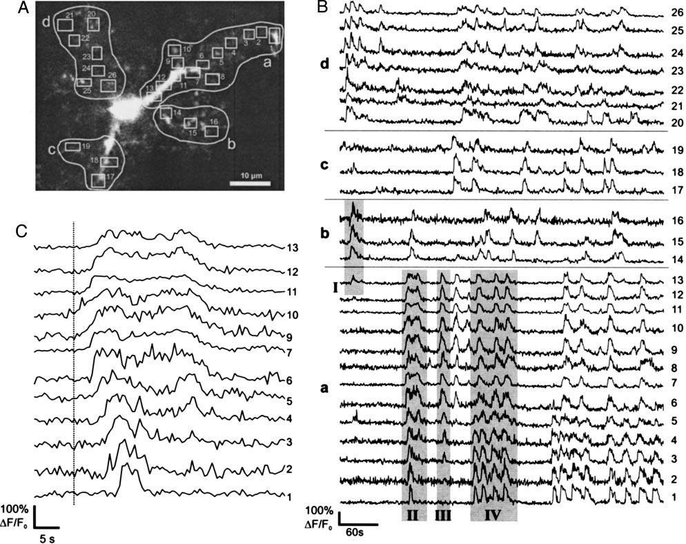 Glia fiziológia Ca ++ waves Ca ++ oszcillációk HC asztro nyúlványaiban Oregon Green BAPTA-1 töltés A: regions of interest (ROI) B: a 4 nyúlvány elég