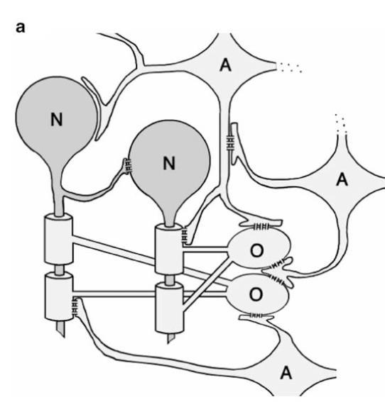 Glia fiziológia Kapcsoltság Astrocyte astrocyte (A/A) coupling pan-glial network - Cx30 és Cx43 kolokalizál asztro GJ plakkokban - variációk: Cx30/Cx30, Cx43/Cx30, and Cx43/Cx43 - eddigi elfiz