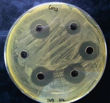 adódott, míg az ELISA-mérésnél meghatározható IC 50 értéke 2,04± 0,66 ng/ml volt. A klímaváltozás miatt kiemelt fontosságú az Aspergillus flavus által termelt aflatoxin B1 (AFB1) kimutatása.