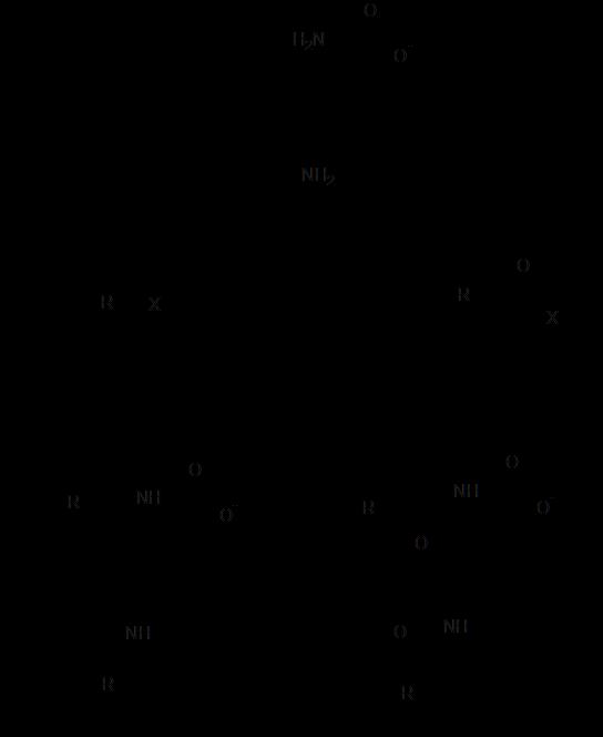α-amino csoport ε-amino csoport 7.