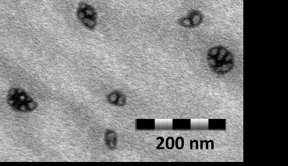megfelelő sötét körgyűrűk azonban egységesen 3-5 nm vastagságúaknak tűnnek.