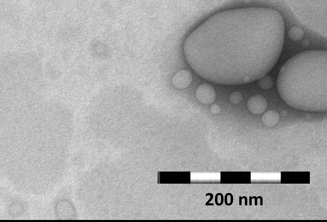 során képződött műtermék is (a mintapreparálás, szárítás során az egyes nanorészecskék