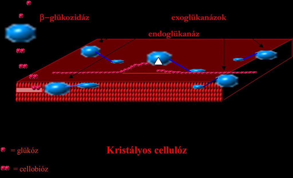 F2 A Trichoderma