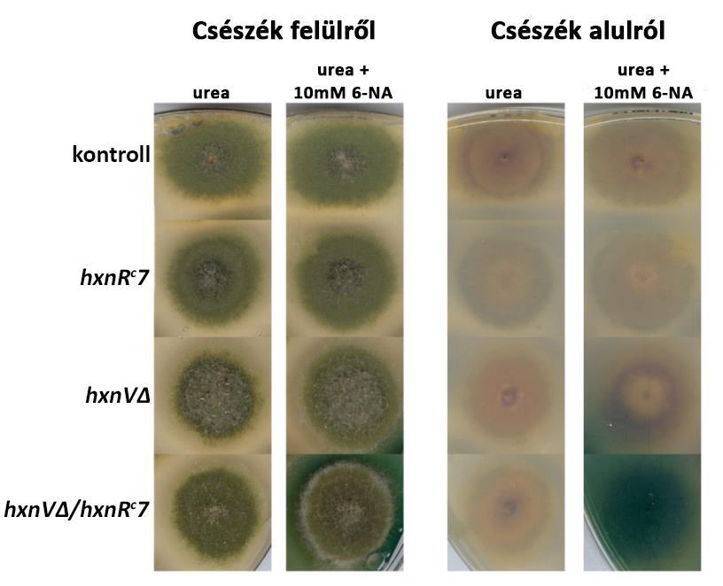 23. ábra: A hxnvδ hxnr c 7 mutáns növekedési tesztje.