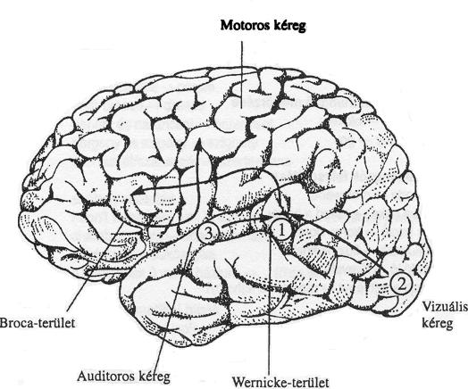 A nyelvért felelős agyi mechanizmusok 3.