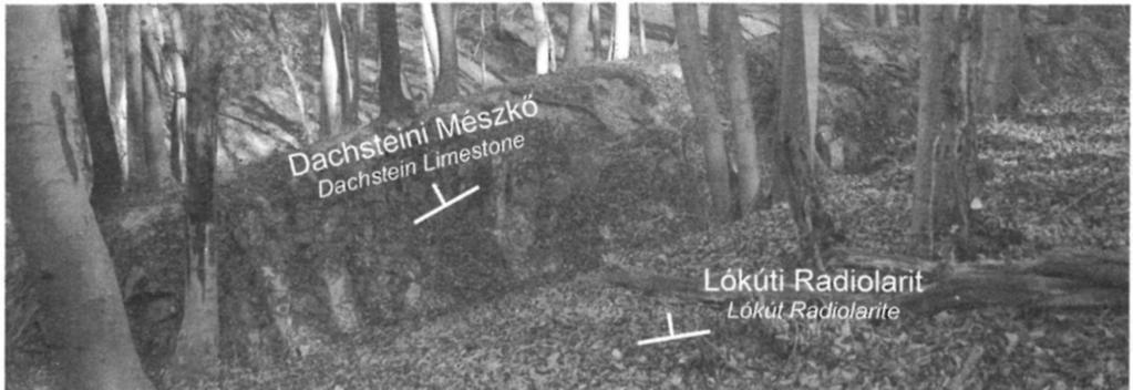 Nagyobb mennyiségben tartalmaz csigákat és szivacstűket, valamint néhány hydrozoát, ammonitesz embriót és mikrogranulált foraminiferát. Trocholina sp. és Nodosaria sp. (GÖRÖG A.