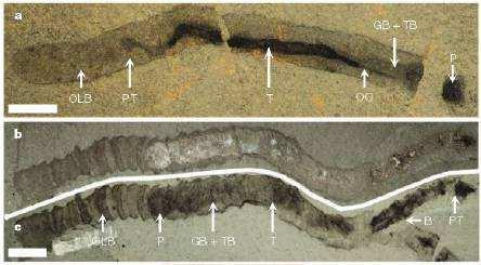 Spartobranchus tenuis fosszilis faj, max 10 cm Középső kambrium Burgesspala testfelépítésre Harrimaniidae, DE: lakócsöve van, elágazó Feltételezik, hogy a Pterobranchia periderma (lakócső) előfutára,